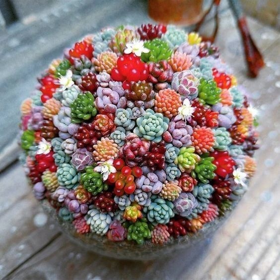 Флористические композиции с разноцветными суккулентами Волшебные идеи для вдохновения