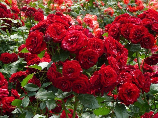 6 ШАГОВ ПО ВЫРАЩИВАНИЮ РОЗ Роза – признанная королева сада. Каждый ее цветок неповторим. Хочу дать советы по выращиванию плетистых многоцветковых роз, ведь у каждого садовода свой опыт.Режем