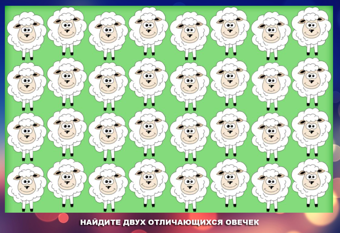 Какие овечки отличаются?