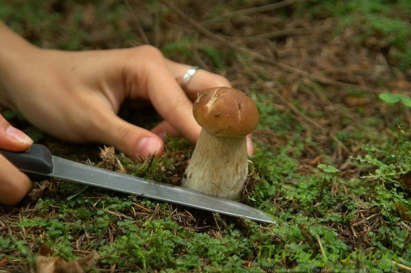 Срезаем грибы