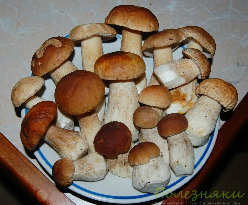 Что делать с грибами