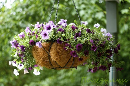 Цветы в подвесной корзине