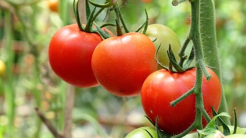Сорта томатов для раннего урожая томатов без больших усилий и при минимальном уходе