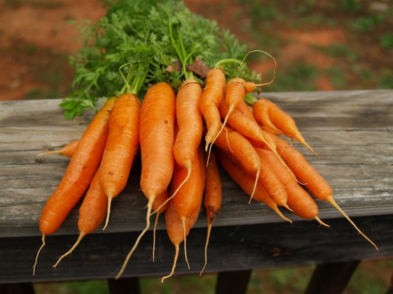 Лучшие из лучших сорта моркови, которые обязательно должны быть на грядке в следующем году