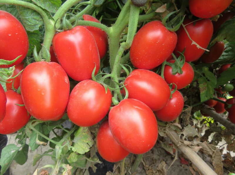 Сорта томатов, которые долго хранятся после сбора урожая, без изменения вкусовых качеств