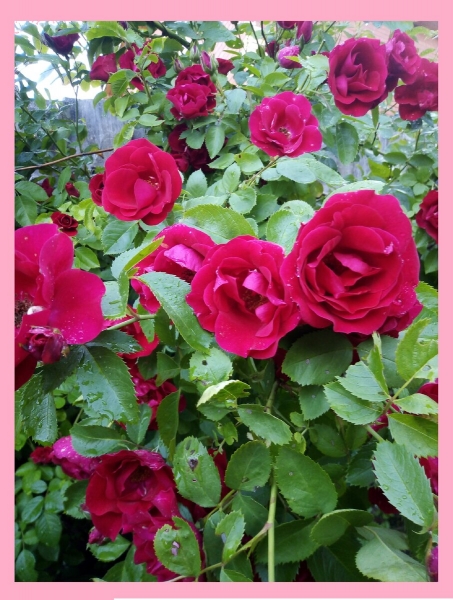 Как вырастить плетистую розу и добиться обильного цветения