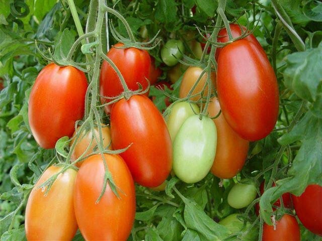 От каких сортов томата и огурцов, я откажусь, безвкусные, не урожайные и не устойчивые ко многим болезням и вредителям