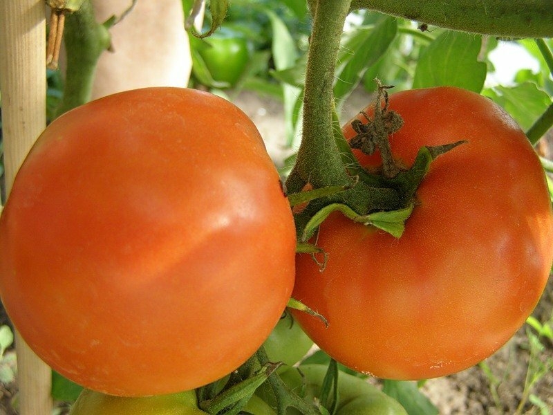 Сладкие, сахарные, крупные сорта томатов, которые заслуживают у огородников особого внимания
