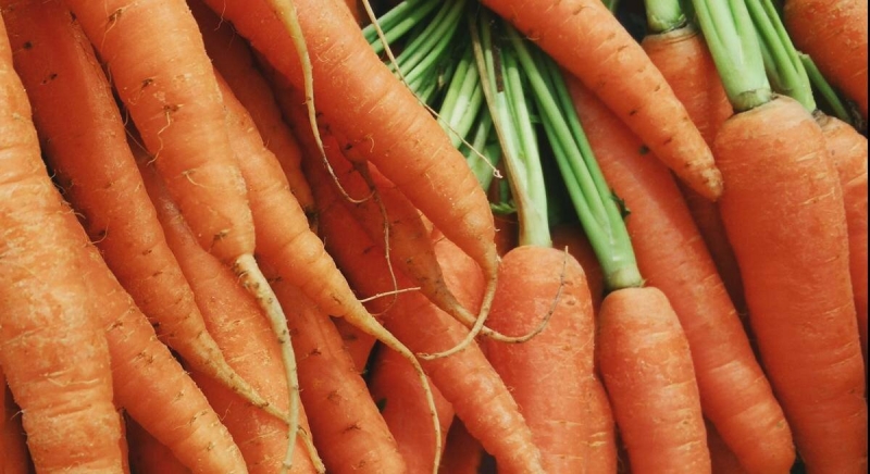 Лучшие из лучших сорта моркови, которые обязательно должны быть на грядке в следующем году