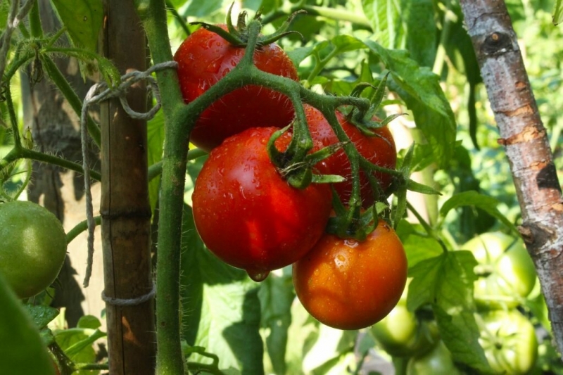 Сорта томатов для раннего урожая томатов без больших усилий и при минимальном уходе
