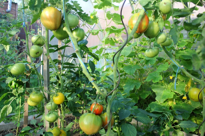 Мое мнение: отличные сорта безрассадных томатов