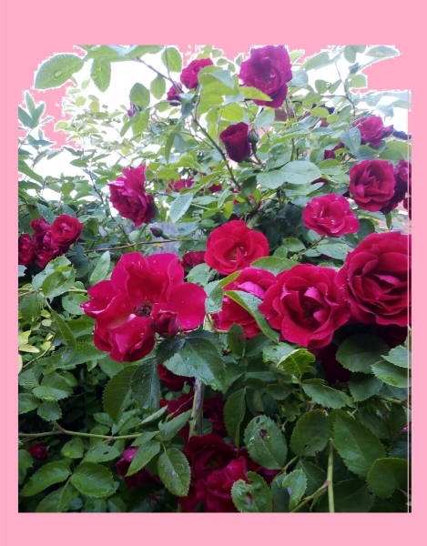 Как вырастить плетистую розу и добиться обильного цветения