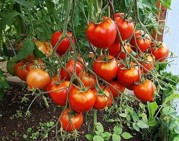 Вкусные сорта томатов, которые я использую для консервирования и засолки
