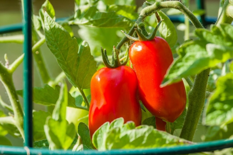Сладкие, сахарные, крупные сорта томатов, которые заслуживают у огородников особого внимания