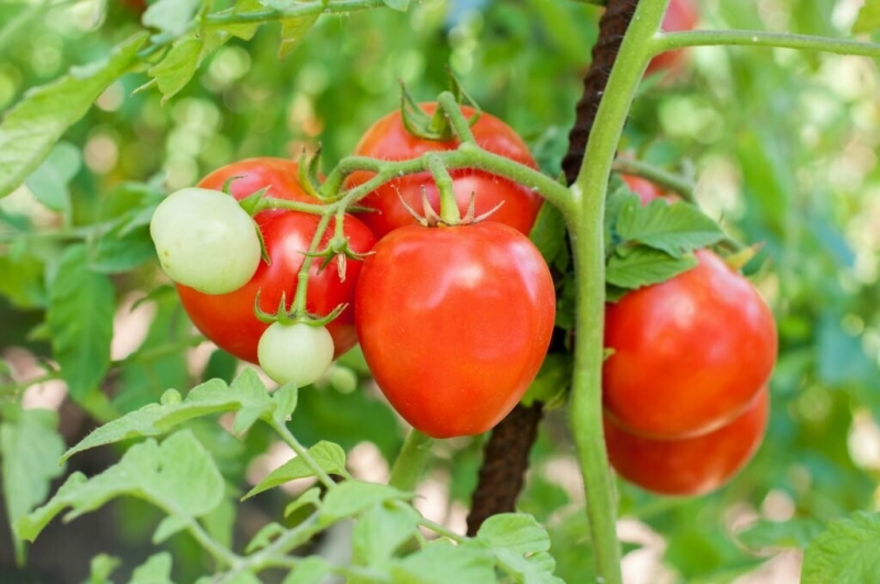 Сорта томатов, которые долго хранятся после сбора урожая, без изменения вкусовых качеств