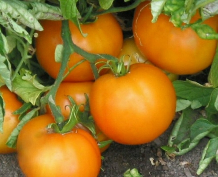 Посмотрев на такие красивые, мясистые томаты, так и хочется их съесть