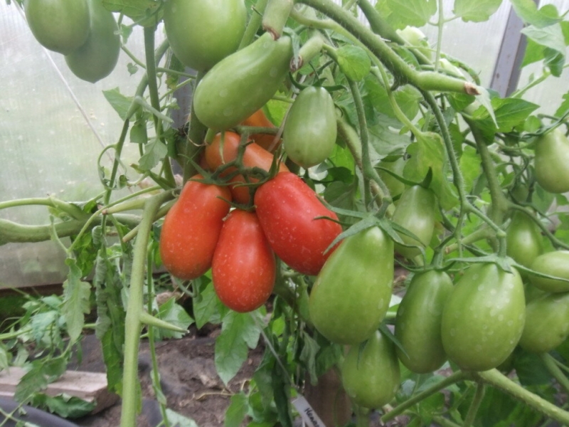 Вкусные сорта томатов, которые я использую для консервирования и засолки
