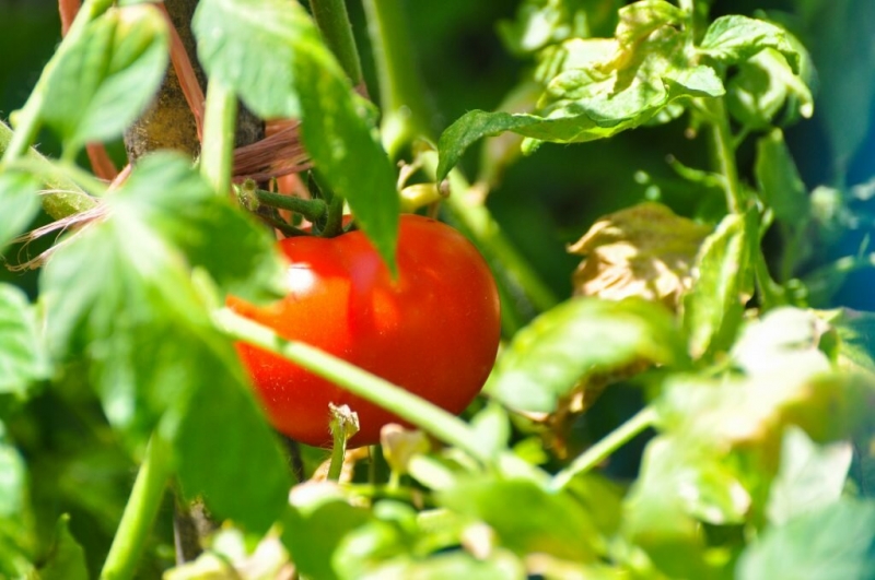 Мое мнение: отличные сорта безрассадных томатов