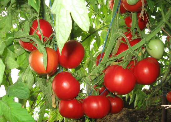 Эти сорта, настоящие подарки любителям томатов