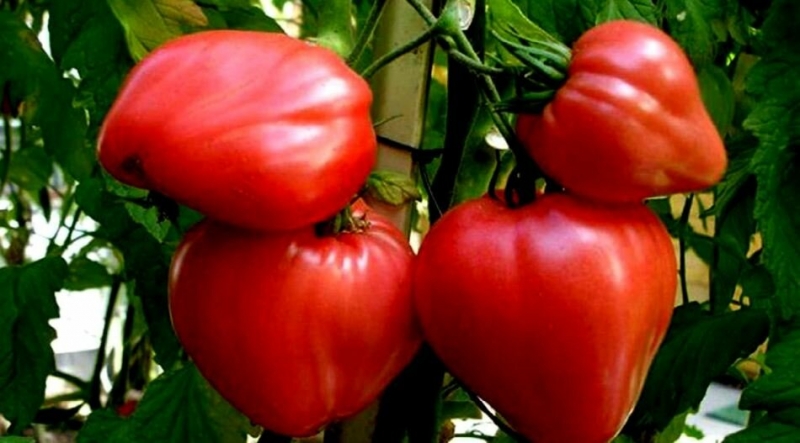 7 сочных, сахарных, мясистых сортов томата, которые удивят любого