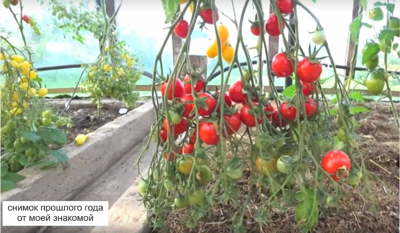 Сорта томатов с большими кистями, которые можно выращивать в любых условиях