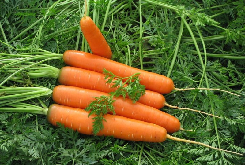 Сочные, сладкие сорта моркови - моя находка