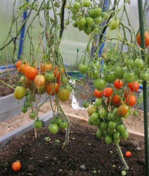 Сорта томатов с большими кистями, которые можно выращивать в любых условиях