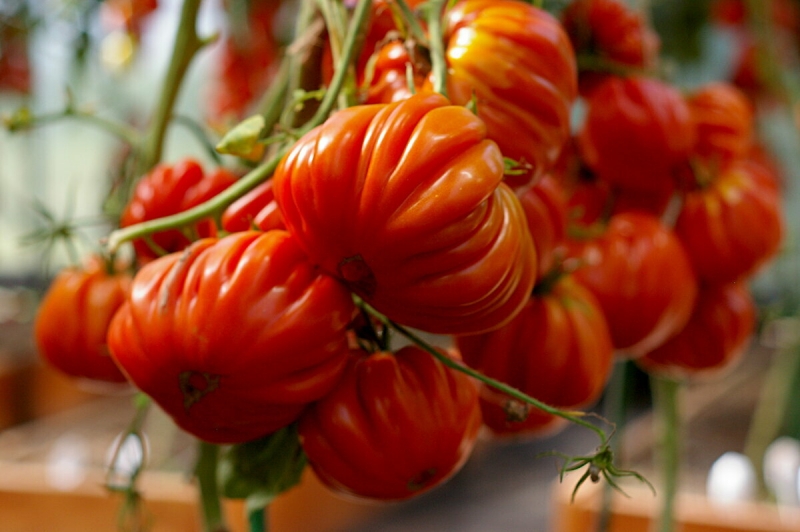 Эти сорта, настоящие подарки любителям томатов