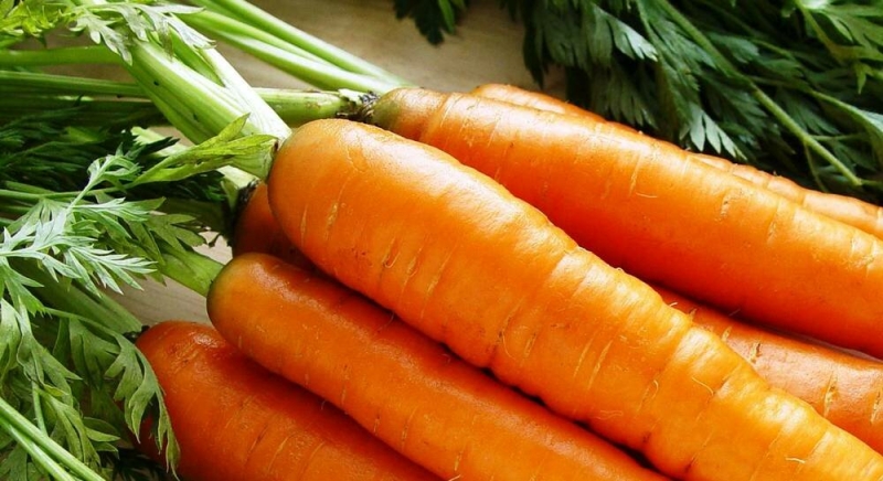 Сочные, сладкие сорта моркови - моя находка