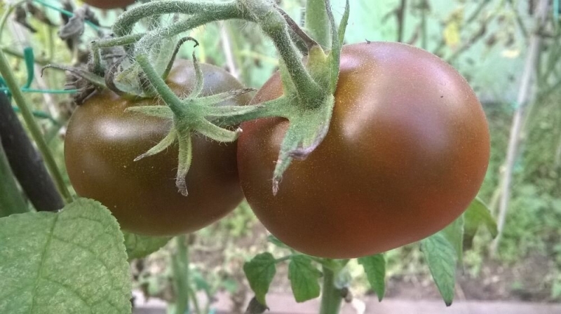 Зачем я каждый год сажаю эти сорта томатов на рассаду в январе