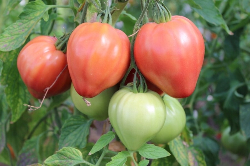 7 сочных, сахарных, мясистых сортов томата, которые удивят любого