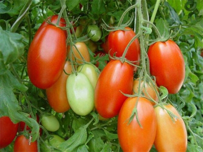 Низкорослые, сладкие, сочные сорта томатов, есть которых одно удовольствие